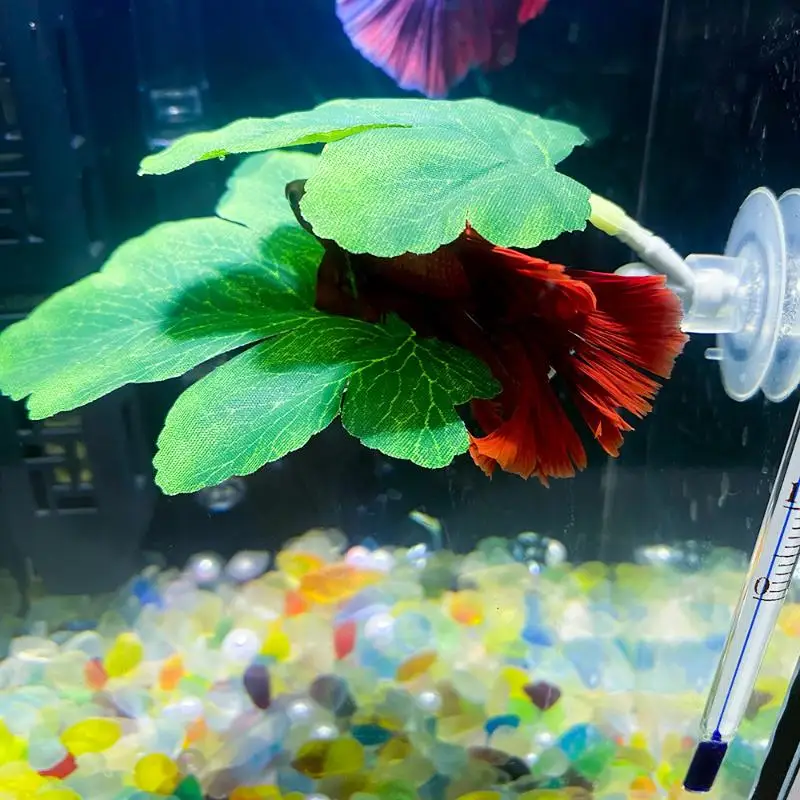 Planted Aquarium For Betta - Betta Fish Leaf Hangmat Aquarium Decoratief