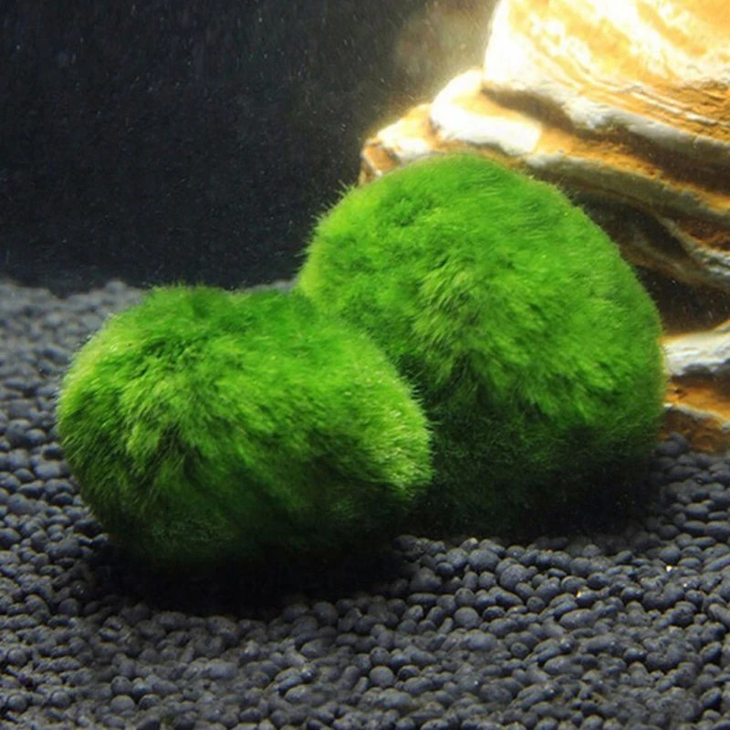 1 Stuks 3-4 Cm Mos Ballen Live - Aquarium Planted Tank Substrate recensie en prijs