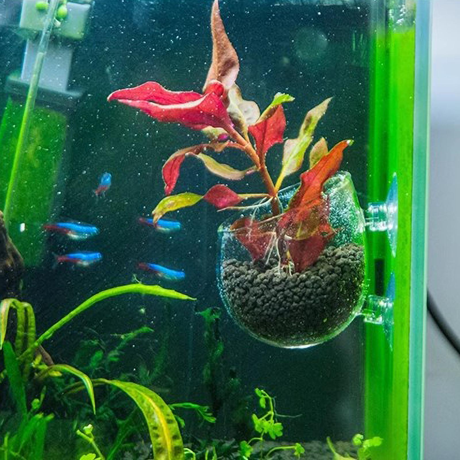 Aquariumplantenhouder Glazen A - Aquarium Planted Tank Substrate recensie en prijs