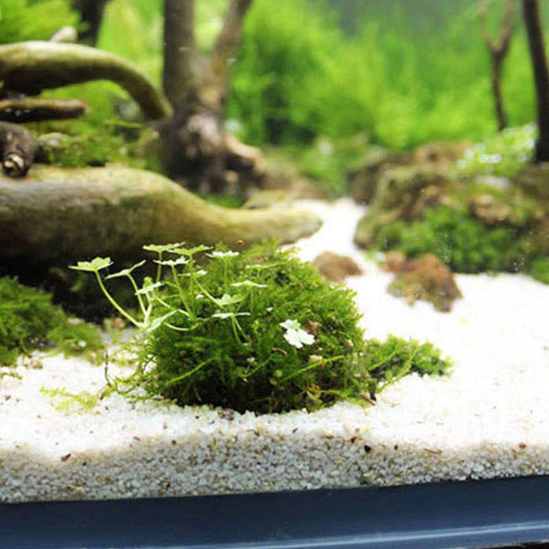 1 st Aquatische Dierbenodigdhe - Planted Aquarium Models recensie en prijs