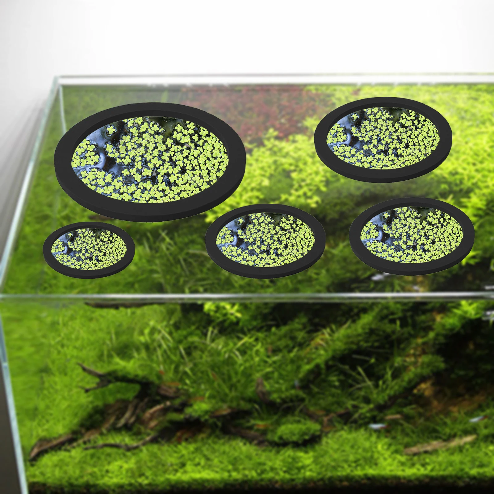 5 stks EVA Vis Voeden Ring Aqu - Planted Aquarium With Fish recensie en prijs