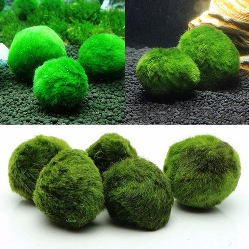 Marimo Mos Ballen Live Aquariu - Aquarium Planted Tank Substrate recensie en prijs